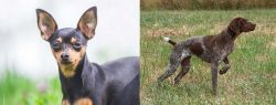 Prazsky Krysarik vs Braque Francais - Breed Comparison