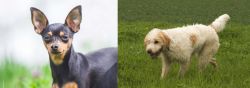Prazsky Krysarik vs Briquet Griffon Vendeen - Breed Comparison