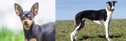Prazsky Krysarik vs Chart Polski - Breed Comparison