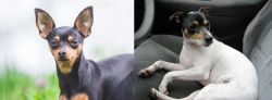 Prazsky Krysarik vs Chilean Fox Terrier - Breed Comparison