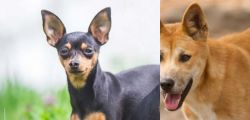 Prazsky Krysarik vs Dingo - Breed Comparison
