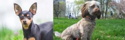 Prazsky Krysarik vs Doxiepoo - Breed Comparison
