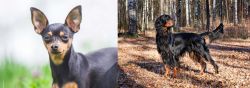 Prazsky Krysarik vs Gordon Setter - Breed Comparison