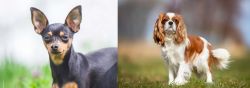 Prazsky Krysarik vs King Charles Spaniel - Breed Comparison