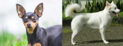 Prazsky Krysarik vs Kintamani - Breed Comparison