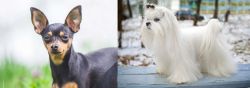 Prazsky Krysarik vs Maltese - Breed Comparison
