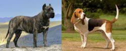 Presa Canario vs Artois Hound - Breed Comparison
