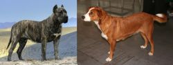 Presa Canario vs Austrian Pinscher - Breed Comparison