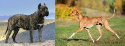 Presa Canario vs Azawakh - Breed Comparison