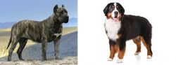 Presa Canario vs Bernese Mountain Dog - Breed Comparison