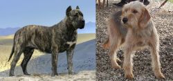 Presa Canario vs Bosnian Coarse-Haired Hound - Breed Comparison