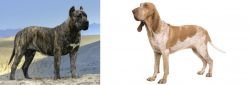 Presa Canario vs Bracco Italiano - Breed Comparison