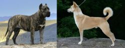 Presa Canario vs Canaan Dog - Breed Comparison
