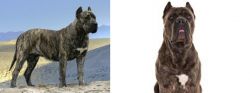 Presa Canario vs Cane Corso - Breed Comparison