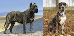Presa Canario vs Catahoula Leopard - Breed Comparison