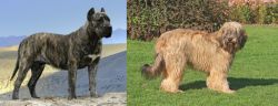 Presa Canario vs Catalan Sheepdog - Breed Comparison
