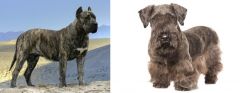 Presa Canario vs Cesky Terrier - Breed Comparison