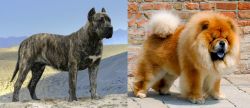 Presa Canario vs Chow Chow - Breed Comparison