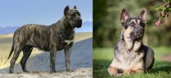Presa Canario vs East European Shepherd - Breed Comparison