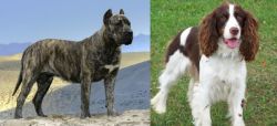 Presa Canario vs English Springer Spaniel - Breed Comparison