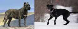 Presa Canario vs Eurohound - Breed Comparison