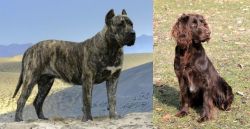 Presa Canario vs German Spaniel - Breed Comparison