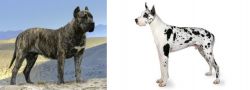Presa Canario vs Great Dane - Breed Comparison