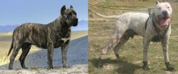 Presa Canario vs Gull Dong - Breed Comparison