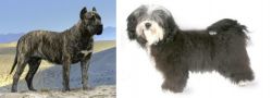 Presa Canario vs Havanese - Breed Comparison