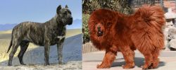 Presa Canario vs Himalayan Mastiff - Breed Comparison