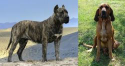Presa Canario vs Majestic Tree Hound - Breed Comparison