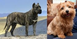 Presa Canario vs Norfolk Terrier - Breed Comparison