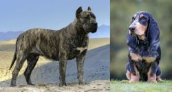 Presa Canario vs Petit Bleu de Gascogne - Breed Comparison