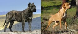 Presa Canario vs Portuguese Pointer - Breed Comparison