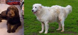 Pudelpointer vs Abruzzenhund - Breed Comparison