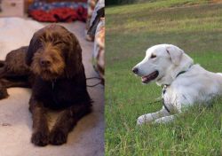 Pudelpointer vs Akbash Dog - Breed Comparison
