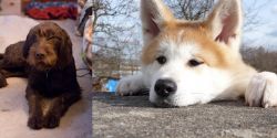 Pudelpointer vs Akita - Breed Comparison
