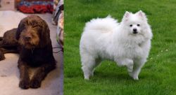 Pudelpointer vs American Eskimo Dog - Breed Comparison