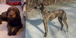 Pudelpointer vs American Staghound - Breed Comparison