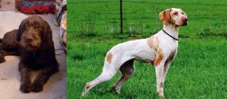 Pudelpointer vs Ariege Pointer - Breed Comparison