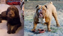Pudelpointer vs Australian Bulldog - Breed Comparison