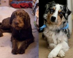 Pudelpointer vs Australian Collie - Breed Comparison
