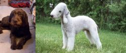 Pudelpointer vs Bedlington Terrier - Breed Comparison