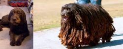Pudelpointer vs Bergamasco - Breed Comparison