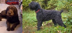 Pudelpointer vs Black Russian Terrier - Breed Comparison