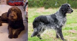 Pudelpointer vs Blue Picardy Spaniel - Breed Comparison