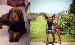 Pudelpointer vs Bospin - Breed Comparison