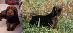 Pudelpointer vs Boykin Spaniel - Breed Comparison