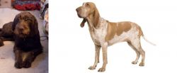 Pudelpointer vs Bracco Italiano - Breed Comparison