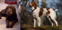 Pudelpointer vs Brittany - Breed Comparison